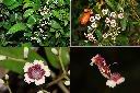 雞屎藤-花.jpg