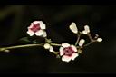 雞屎藤-花25.JPG