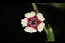 雞屎藤-花36.JPG