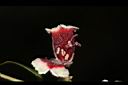 雞屎藤-花蕊06.JPG