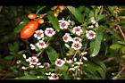 雞屎藤-花00.JPG