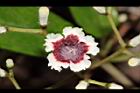 雞屎藤-花32.JPG