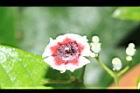 雞屎藤-花38.JPG