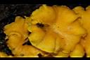 雞油菌63.JPG