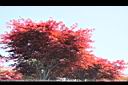 雞爪楓06.jpg