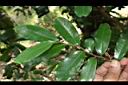 雞爪樹-葉正01.JPG