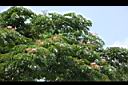 雨豆樹-花03.JPG