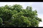 雨豆樹-花01.JPG