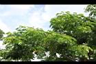雨豆樹-花06.JPG