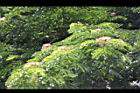 雨豆樹-花09.JPG