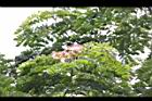 雨豆樹-花13.JPG