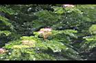 雨豆樹-花14.JPG
