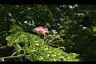 雨豆樹-花17.JPG