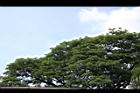 雨豆樹40.JPG