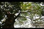 雨豆樹44.jpg