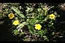 雪山萎陵菜-花0.jpg