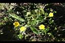 雪山萎陵菜-花2.jpg
