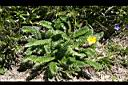 雪山萎陵菜10.jpg