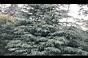 雪松-葉00.JPG
