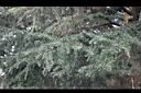 雪松-葉03.JPG