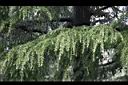 雪松-葉05.JPG