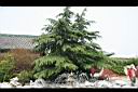 雪松11.JPG