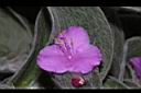雪絹-花11.JPG