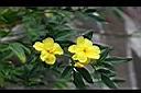 雲南黃馨-花0.jpg