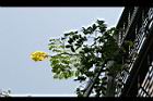 雲實-花22.jpg