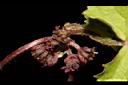 雷公根-花02.JPG