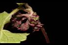 雷公根-花08.JPG
