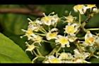 雷公藤-花11.JPG