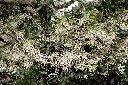 霧社櫻-花00.JPG