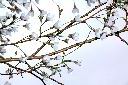 霧社櫻-花01.JPG