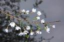 霧社櫻-花02.JPG