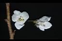 霧社櫻-花16.JPG
