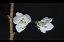 霧社櫻-花19.JPG