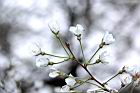 霧社櫻-花09.JPG