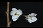 霧社櫻-花17.JPG