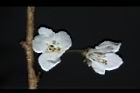 霧社櫻-花18.JPG