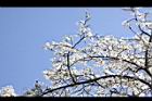 霧社櫻-花21.JPG