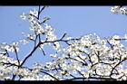 霧社櫻-花22.JPG