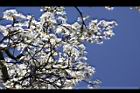 霧社櫻-花24.JPG