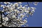 霧社櫻-花25.JPG