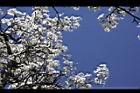 霧社櫻-花26.JPG