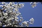 霧社櫻-花27.JPG