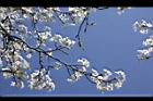 霧社櫻-花29.JPG