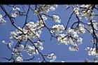 霧社櫻-花30.JPG