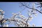 霧社櫻-花31.JPG