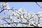 霧社櫻-花32.JPG